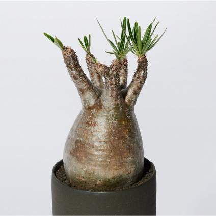 知れば知るほど好きになる！塊根植物ライフのススメ